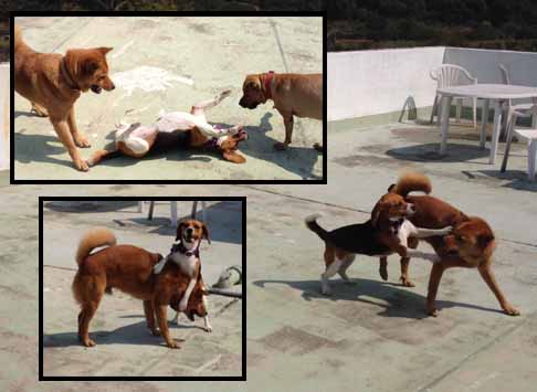 Social dogs can be both dominant and submissive during playtime