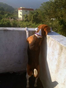 Ruby on the roof