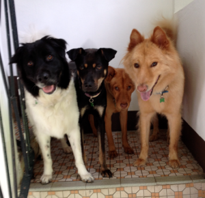 Four of my guests: beautiful and very good Hong Kong mongrels, all adopted from one of the charities mentioned below