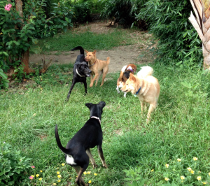 Playing in our backyard